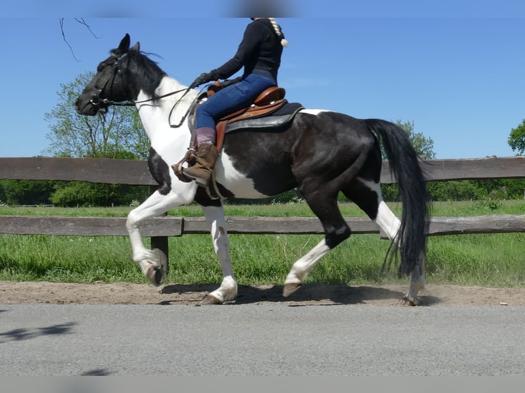 Other Breeds Gelding 8 years 15,2 hh Pinto in Lathen