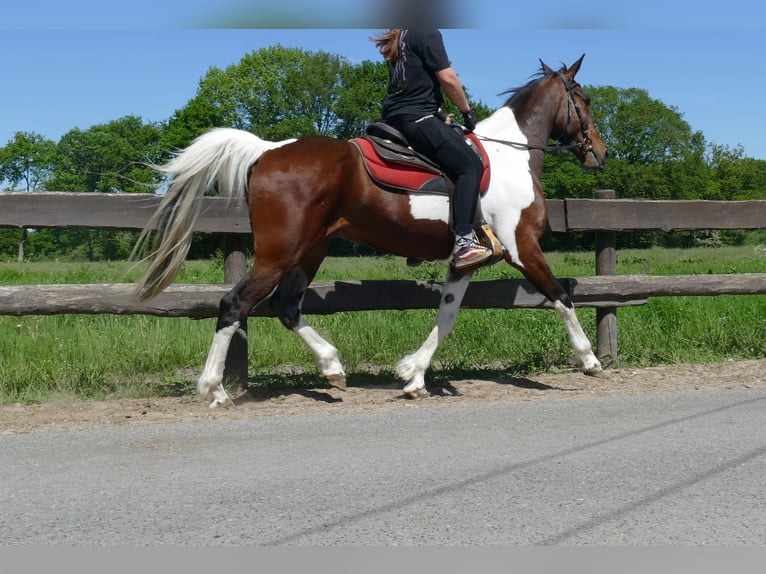 Other Breeds Gelding 8 years 15,2 hh Pinto in Lathen