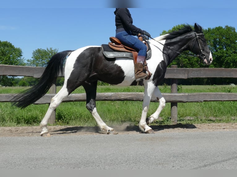 Other Breeds Gelding 8 years 15,2 hh Pinto in Lathen