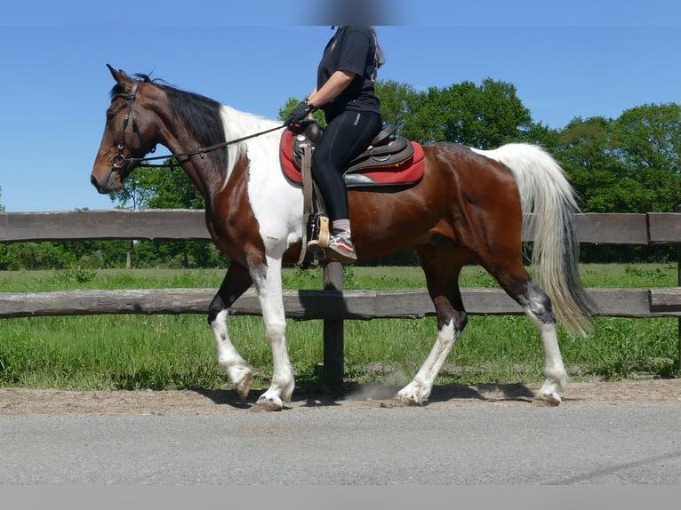 Other Breeds Gelding 8 years 15,2 hh Pinto in Lathen