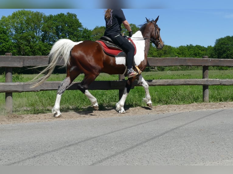 Other Breeds Gelding 8 years 15,2 hh Pinto in Lathen