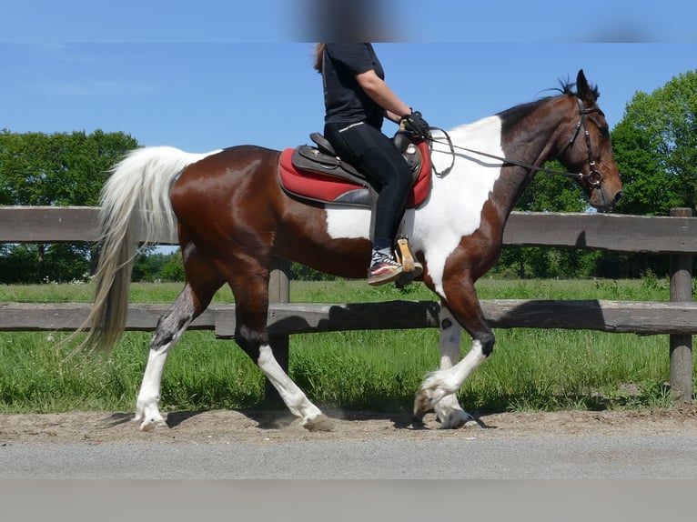 Other Breeds Gelding 8 years 15,2 hh Pinto in Lathen