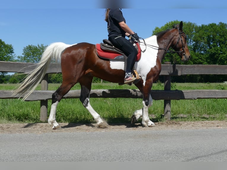 Other Breeds Gelding 8 years 15,2 hh Pinto in Lathen