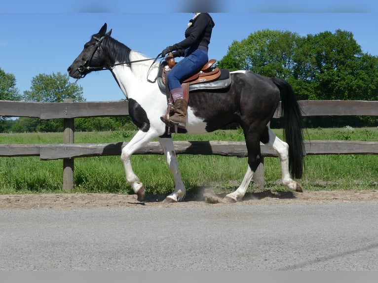 Other Breeds Gelding 8 years 15,2 hh Pinto in Lathen