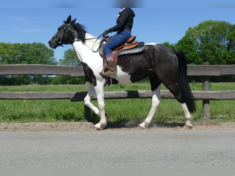 Other Breeds Gelding 8 years 15,2 hh Pinto in Lathen