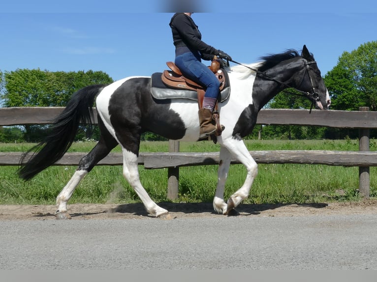 Other Breeds Gelding 8 years 15,2 hh Pinto in Lathen