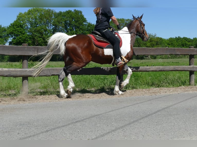 Other Breeds Gelding 8 years 15,2 hh Pinto in Lathen