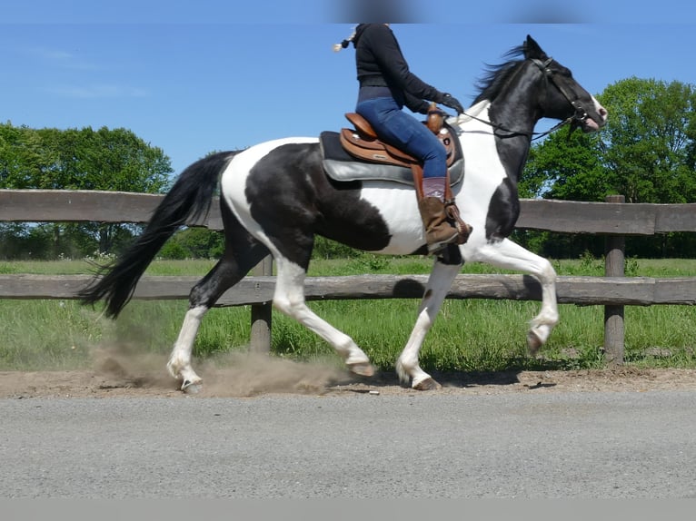 Other Breeds Gelding 8 years 15,2 hh Pinto in Lathen