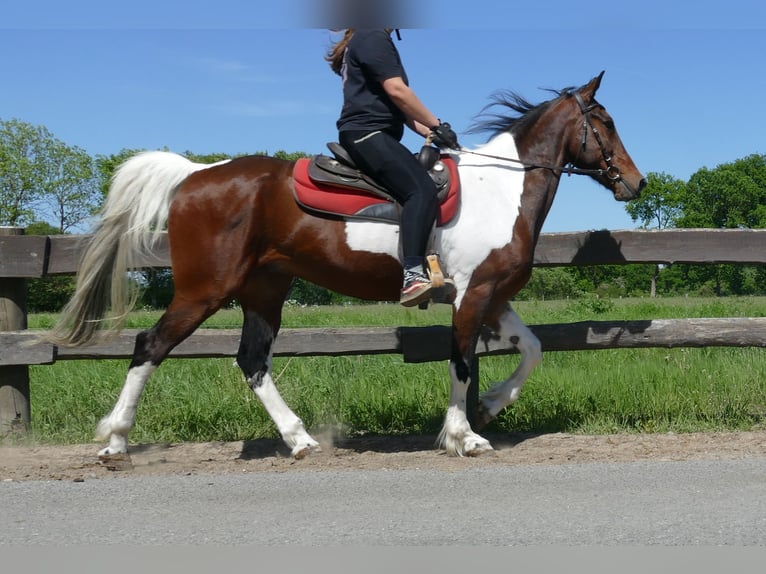 Other Breeds Gelding 8 years 15,2 hh Pinto in Lathen
