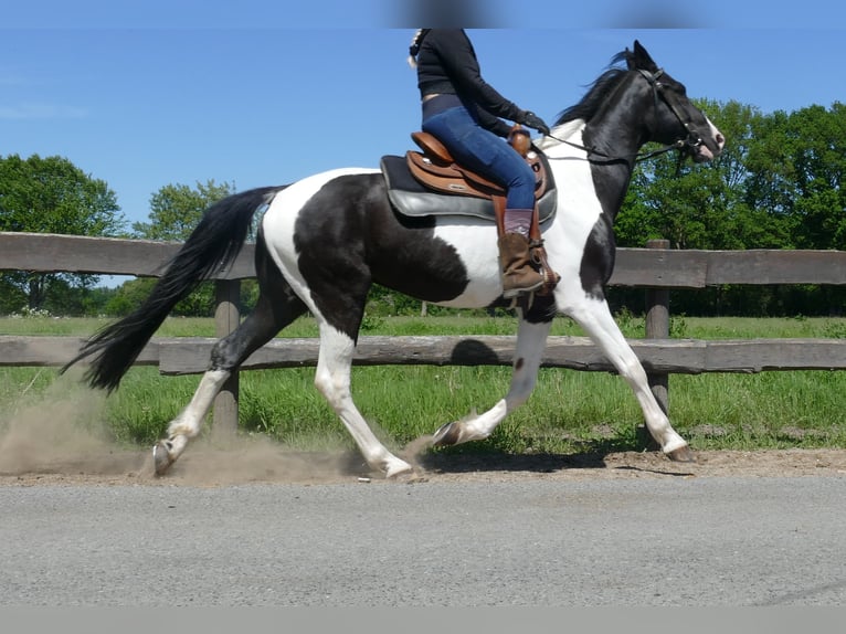 Other Breeds Gelding 8 years 15,2 hh Pinto in Lathen