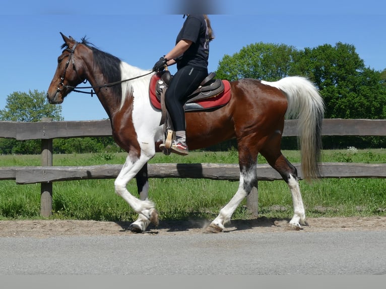 Other Breeds Gelding 8 years 15,2 hh Pinto in Lathen