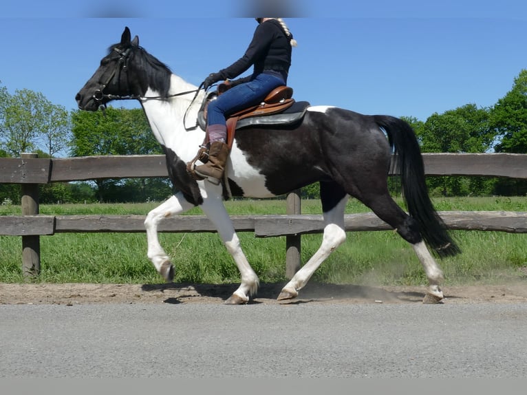 Other Breeds Gelding 8 years 15,2 hh Pinto in Lathen