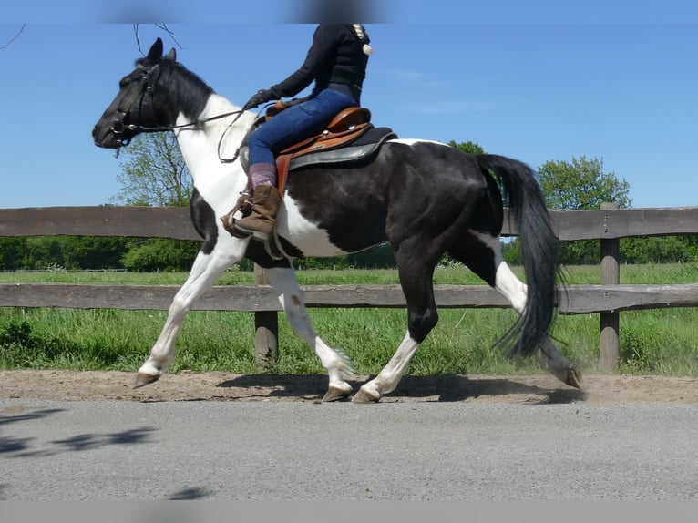 Other Breeds Gelding 8 years 15,2 hh Pinto in Lathen