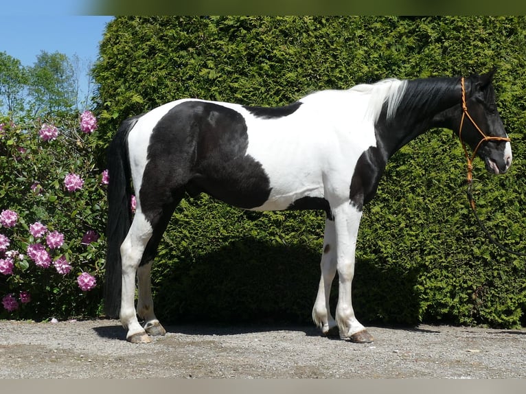 Other Breeds Gelding 8 years 15,2 hh Pinto in Lathen