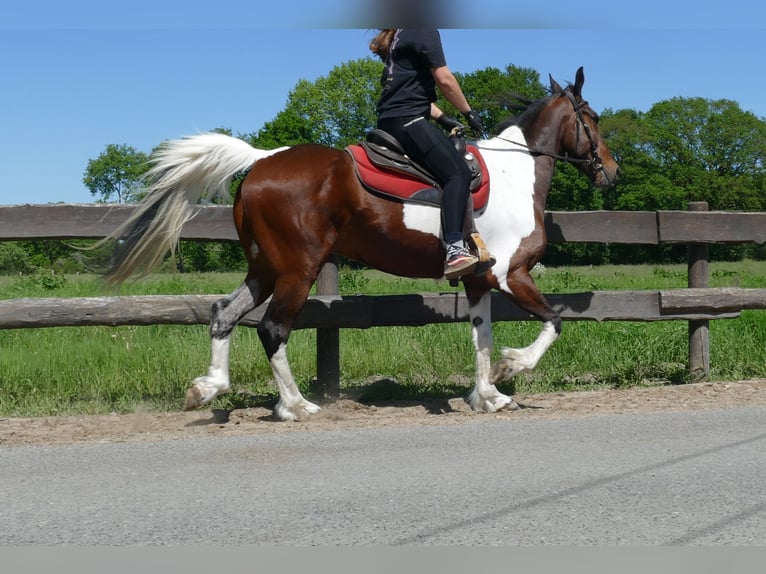 Other Breeds Gelding 8 years 15,2 hh Pinto in Lathen