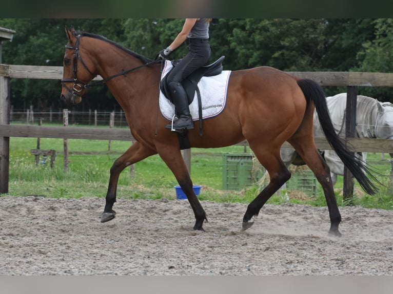 Other Breeds Gelding 8 years 15,3 hh Brown in Achtmaal
