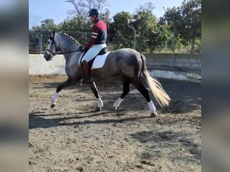 Other Breeds Gelding 8 years 16,1 hh Gray in Málaga