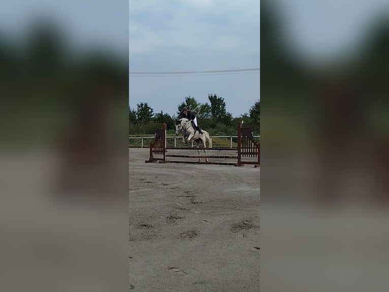 Other Breeds Gelding 8 years 16.1 hh Grey-Fleabitten in Trnava
