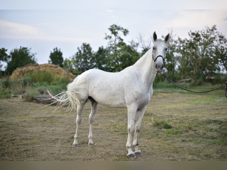 Other Breeds Gelding 8 years 16.1 hh Grey-Fleabitten in Trnava