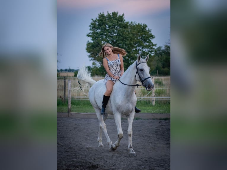 Other Breeds Gelding 8 years 16.1 hh Grey-Fleabitten in Trnava