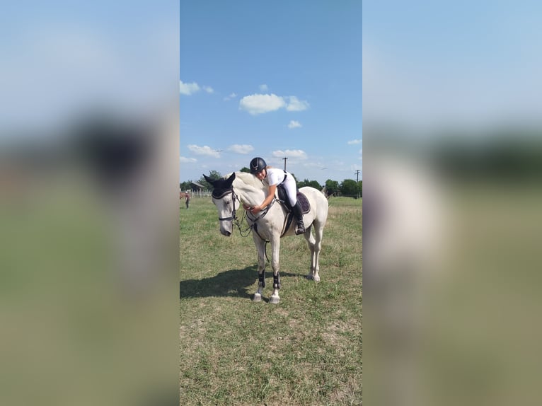 Other Breeds Gelding 8 years 16.1 hh Grey-Fleabitten in Trnava