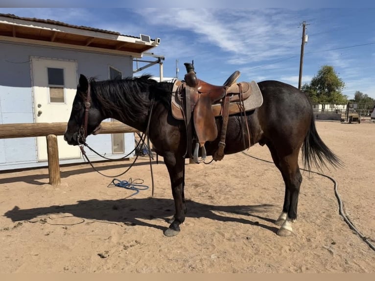 Other Breeds Mix Gelding 8 years 16 hh Bay-Dark in Berkshire