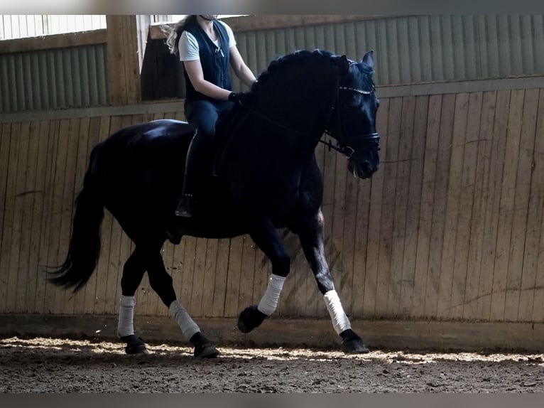 Other Breeds Gelding 8 years 16 hh Black in Nettersheim