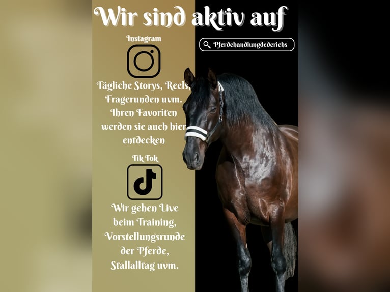 Other Breeds Gelding 8 years 16 hh Black in Nettersheim