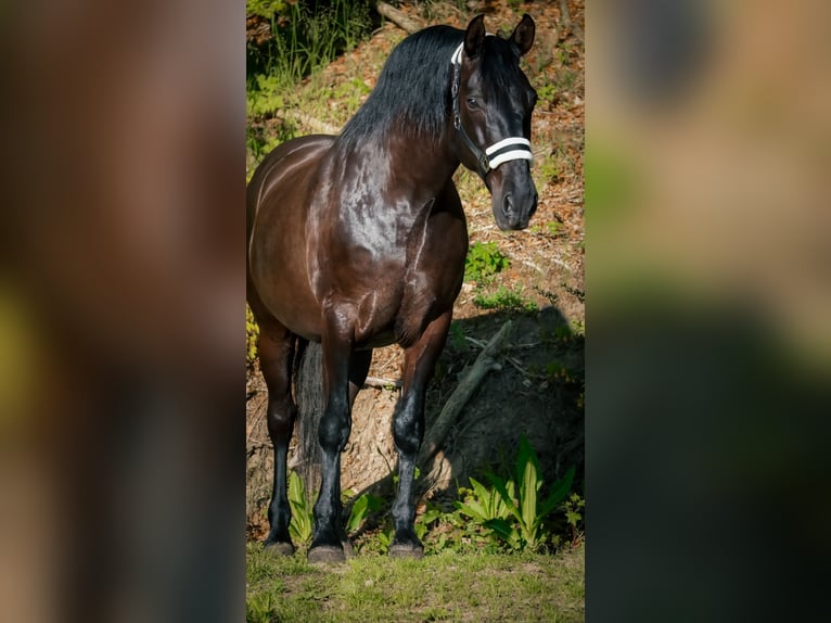 Other Breeds Gelding 8 years 16 hh Black in Nettersheim