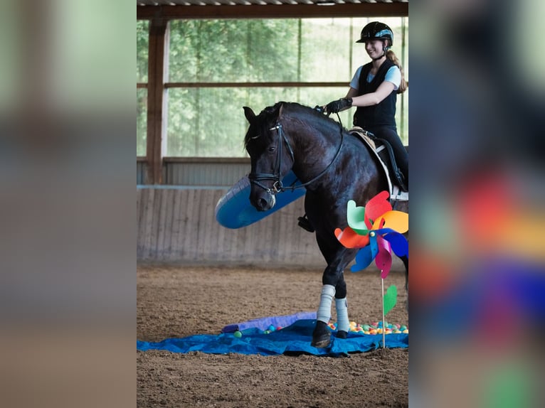 Other Breeds Gelding 8 years 16 hh Black in Nettersheim