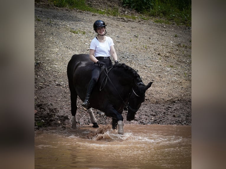 Other Breeds Gelding 8 years 16 hh Black in Nettersheim