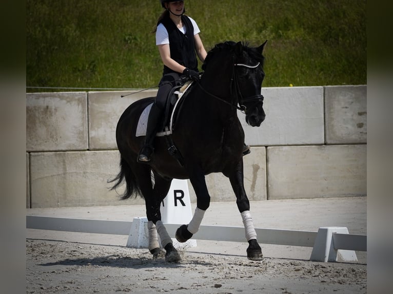 Other Breeds Gelding 8 years 16 hh Black in Nettersheim