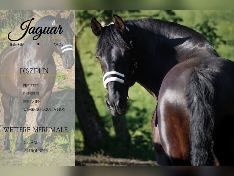 Other Breeds Gelding 8 years 16 hh Black in Nettersheim