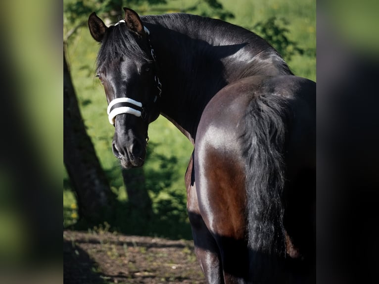 Other Breeds Gelding 8 years 16 hh Black in Nettersheim