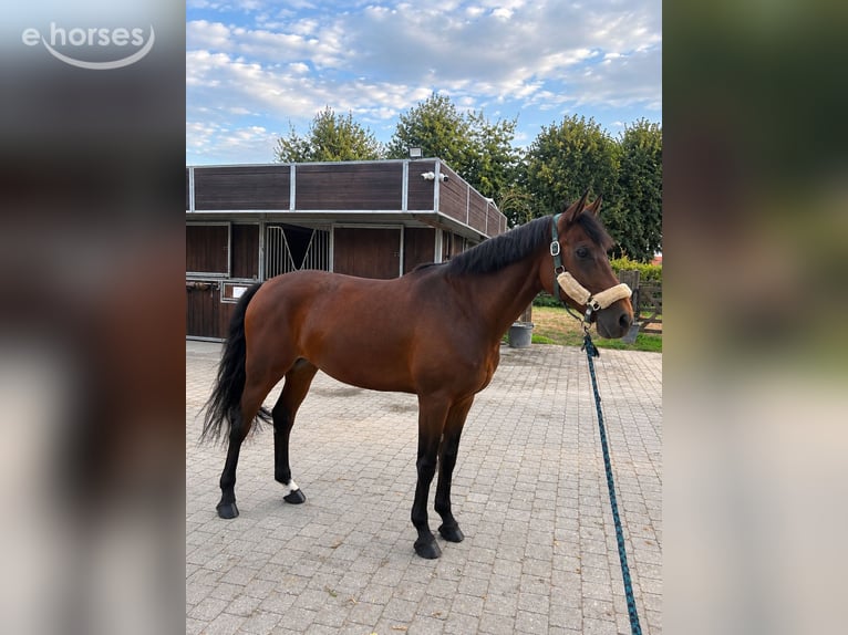 Other Breeds Gelding 8 years 16 hh Brown in Fretin