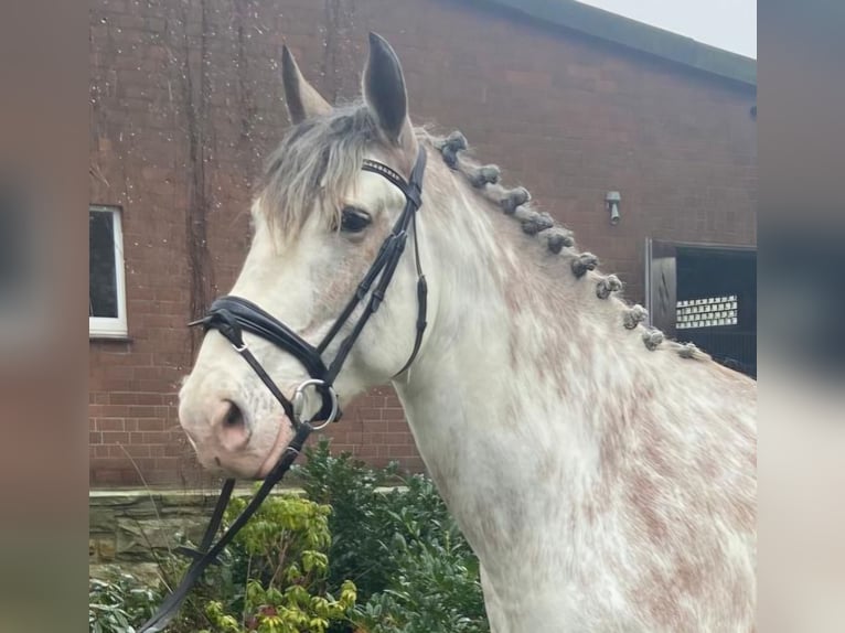 Other Breeds Gelding 8 years 16 hh Pinto in Hopsten