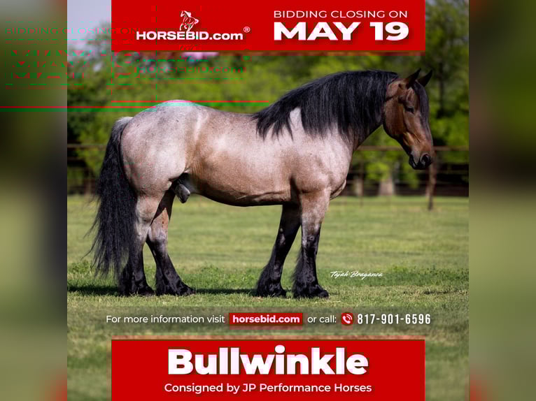 Other Breeds Gelding 8 years 16 hh Roan-Bay in Weatherford, TX