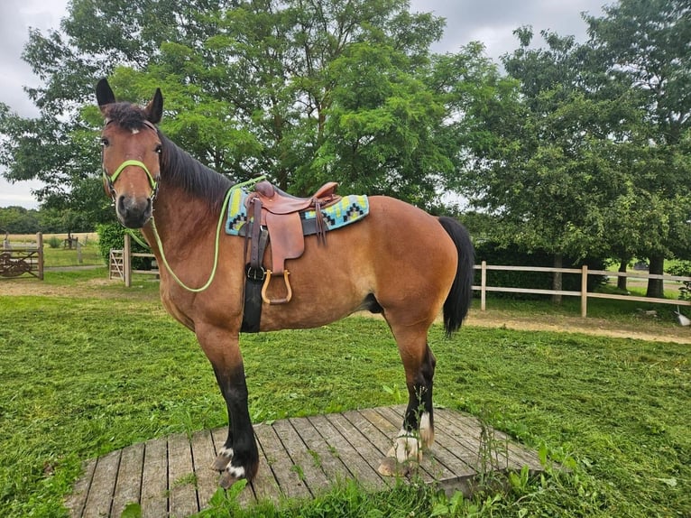Other Breeds Gelding 8 years 17.1 hh Brown in Linkenbach