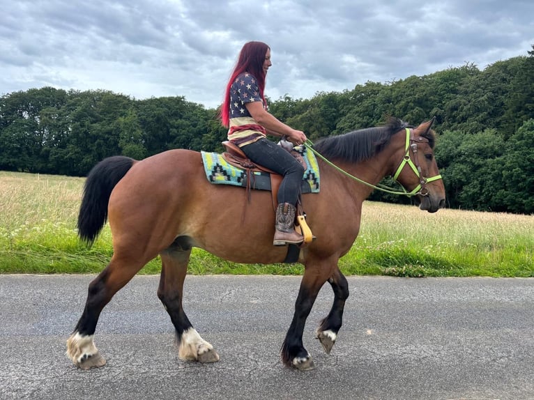 Other Breeds Gelding 8 years 17.1 hh Brown in Linkenbach