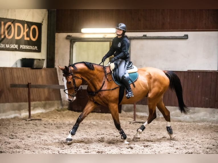 Other Breeds Gelding 8 years 17,1 hh Bay in Kraków