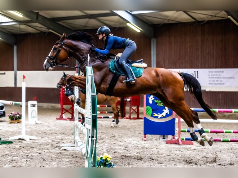 Other Breeds Gelding 8 years 17,1 hh Bay in Kraków