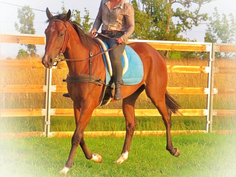 Other Breeds Mix Gelding 8 years in riberac