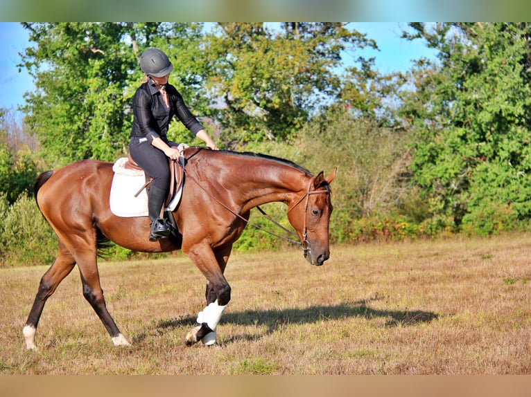 Other Breeds Mix Gelding 8 years in riberac