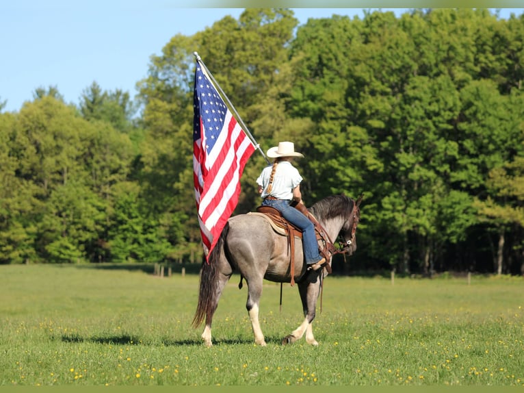 Other Breeds Gelding 8 years Roan-Blue in Clarion