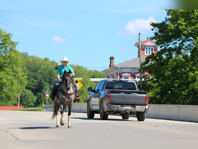 Other Breeds Gelding 8 years Roan-Blue in Clarion