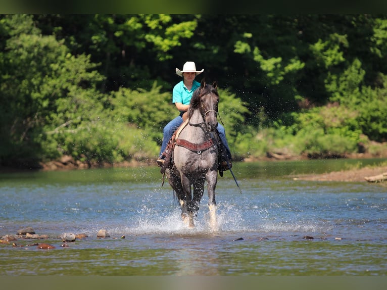 Other Breeds Gelding 8 years Roan-Blue in Clarion