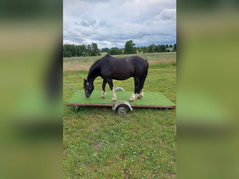 Other Breeds Mix Gelding 9 years 12.2 hh Black in Melle