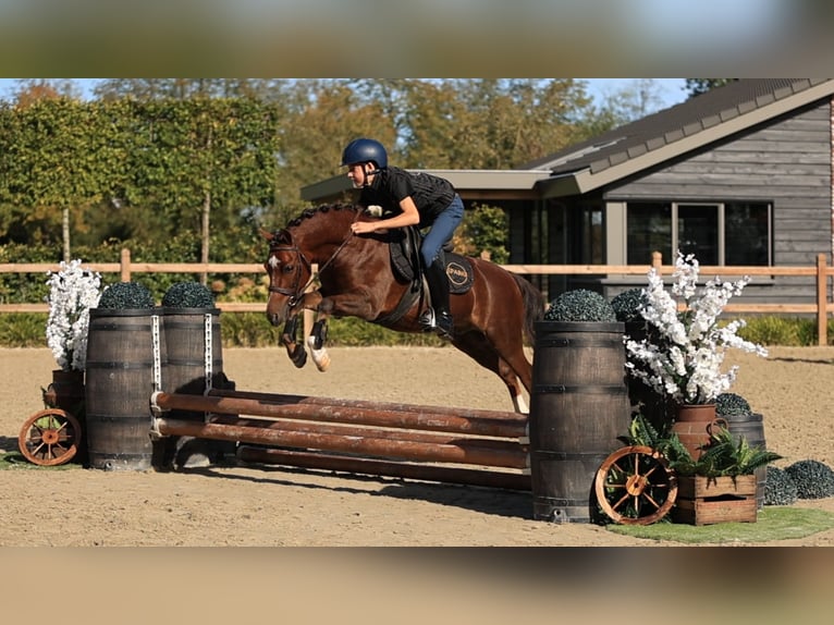 Other Breeds Gelding 9 years 12 hh  in Oost West en Middelbeers