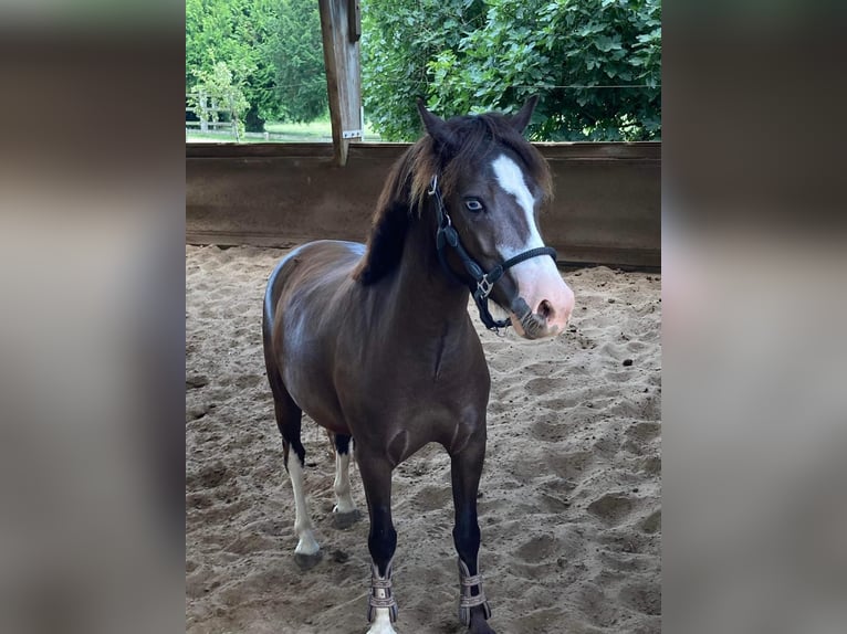 Other Breeds Gelding 9 years 12,2 hh Black in Grote-Brogel