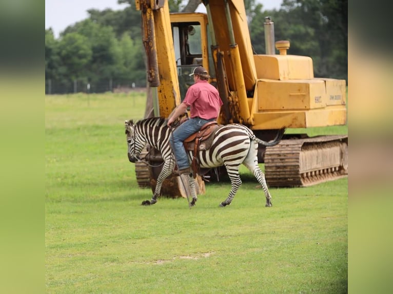 Other Breeds Gelding 9 years 13,3 hh in Grand Saline